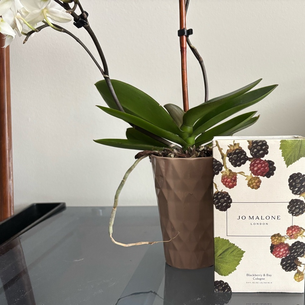 Jo Malone BlackBerry and Bay Cologne